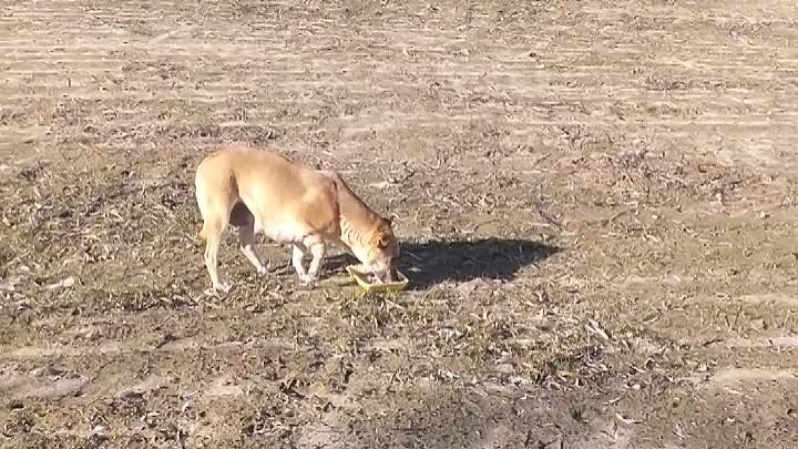 Речица! Помогите спасти кормящую сучку, она попала в металлическую р ...