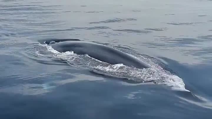 Близкая встреча с синим китом