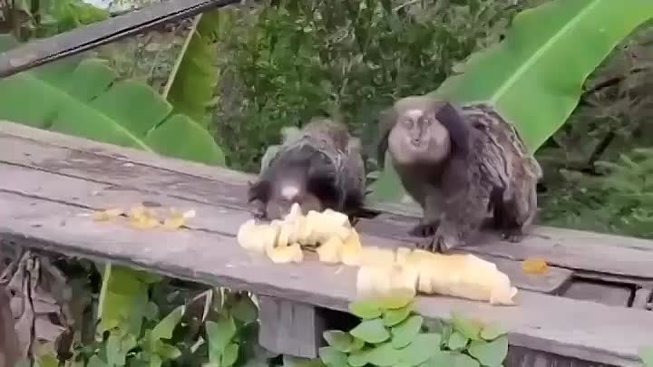 Смешные обезьянки - подпишись на группу!
