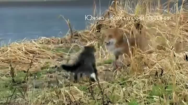 Cat Meets Fox