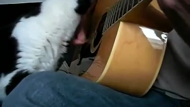 Игра на гитаре - не повод не гладить кота