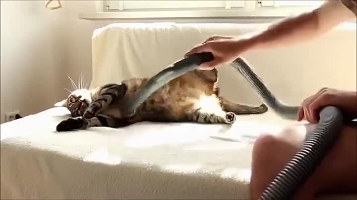 Кот, который любит когда его пылесосят