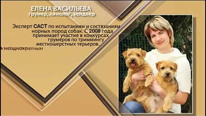 Русская Салонная собака на канале "Домание животные" в про ...