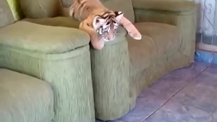 Кто-нибудь, скажите ему, что он тигр