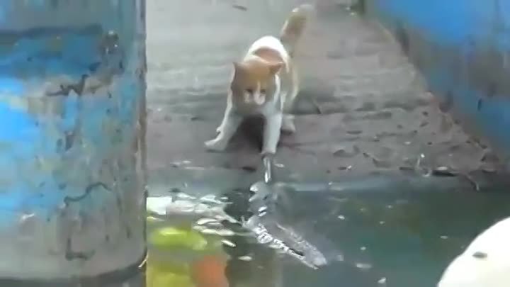 Кот не боится крокодила!