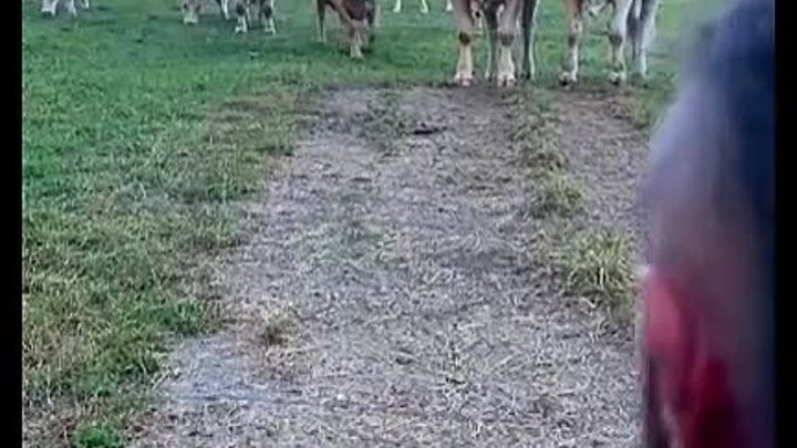 Коровы пришли послушать музыку