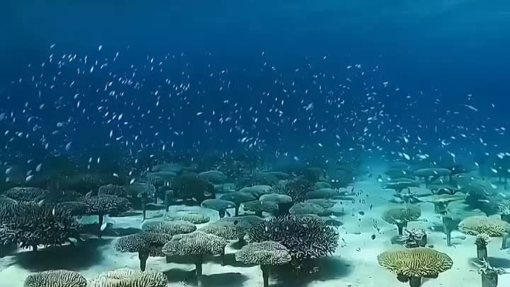 Потрясающий подводный мир острова Окинава 🐠🐡🐚🦀 📍Япония 🇯🇵