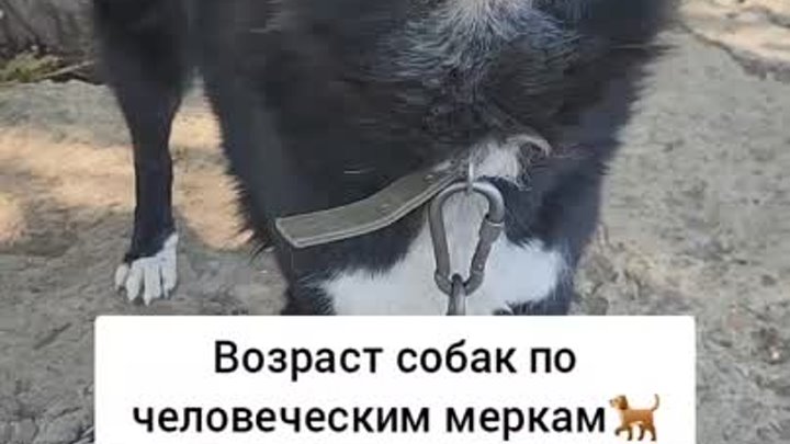 Все хвостики приюта очень хотят быть счастливыми и любимыми!💞🙏

Пр ...