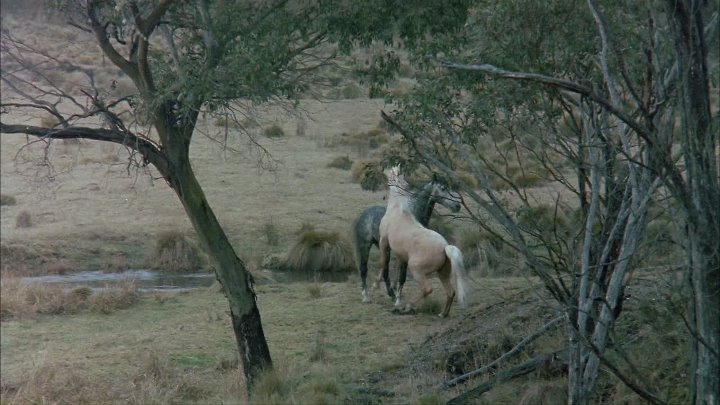 Серебряный ветер (1993). Таура серебряный ветер. Серебряный ветер (1993, Австралия.