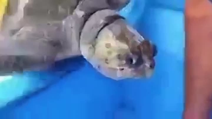 Акула спасла черепаху. Акула спасла черепаху видео. Что делать когда черепаха задыхается.