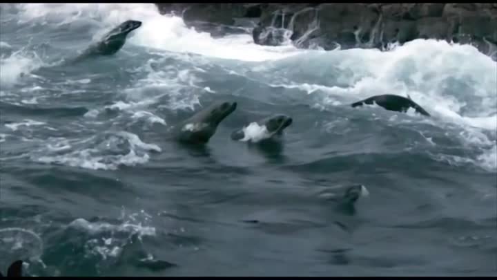 Чудесное видео из интересных моментов в природе