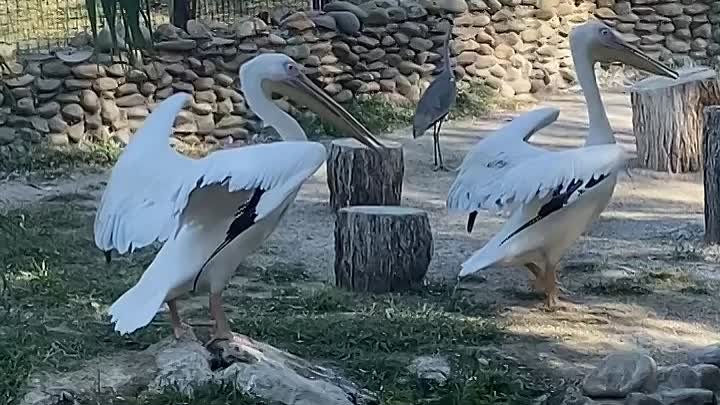 Краснодаракий зоопарк