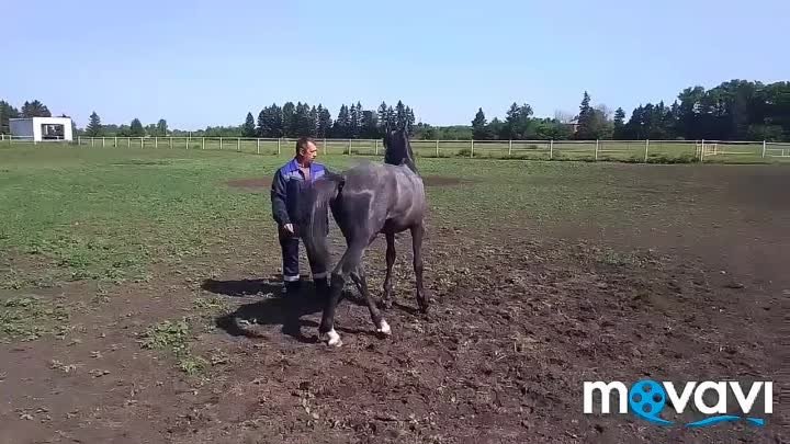 Новотомниковский конный завод . Лошади на аукцион
