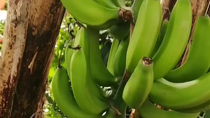 В Ботаническом саду Ставрополя созревают бананы. 
