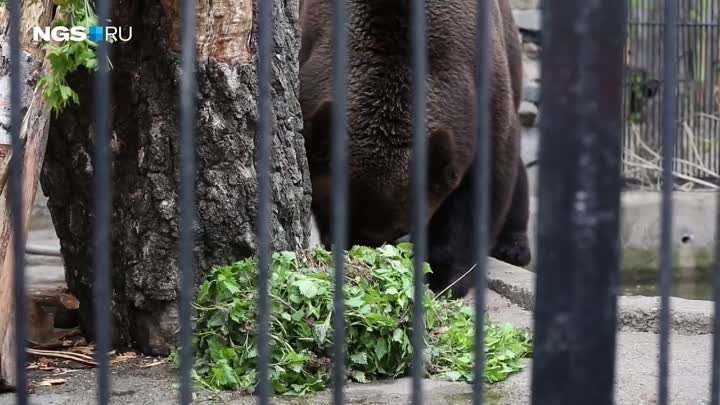 Сегодня, 16 мая, в Новосибирском зоопарке прошла серия показательных ...