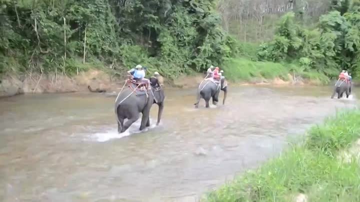 Экскурсия Као Лак (слоны)