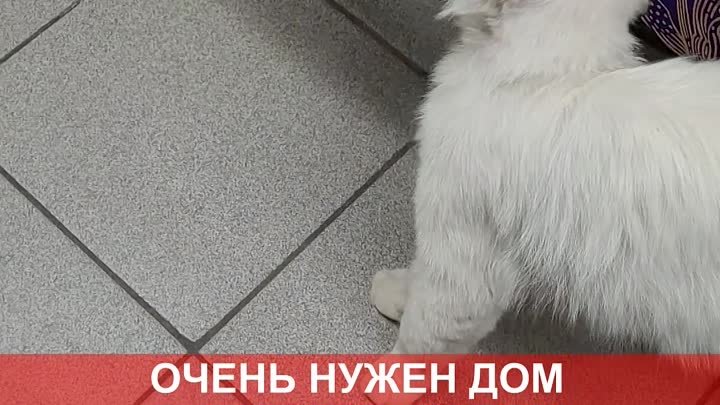 Белый котик.