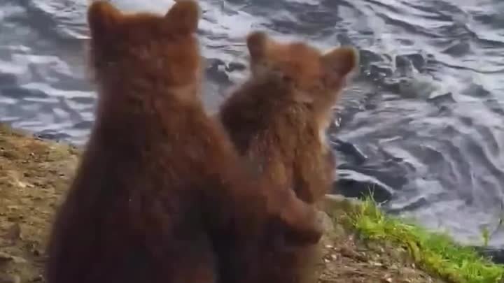 Драгоценное мгновение между братьями и сестрами медвежонка