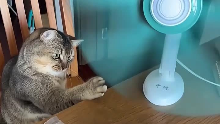 🙀 Кот и вентилятор