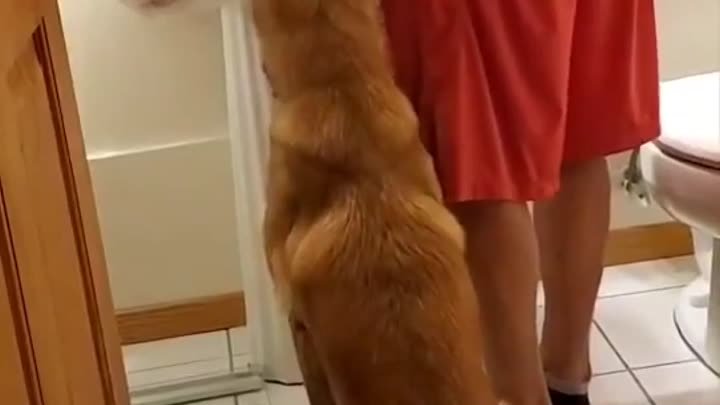 Собака помогает слепому пользоваться туалетом