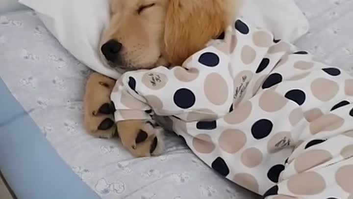 Песик спит в пижаме
