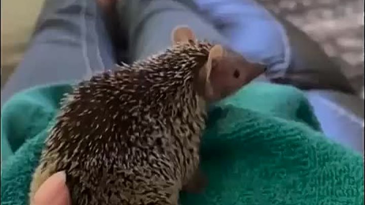 Вы в танцах 🦔