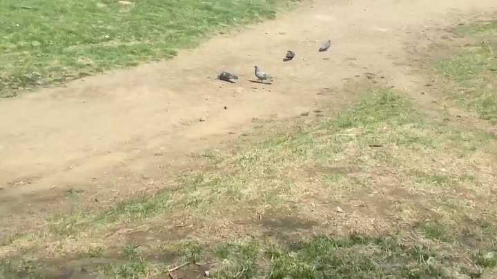 охота на голубей