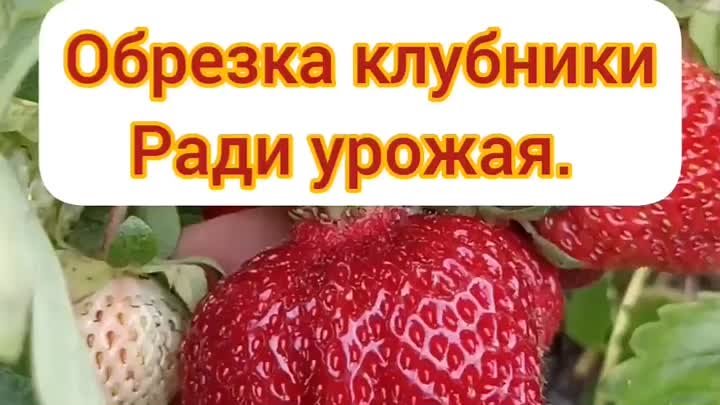 Обрезка клубники 