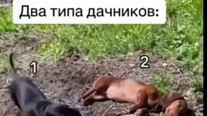 Дачники