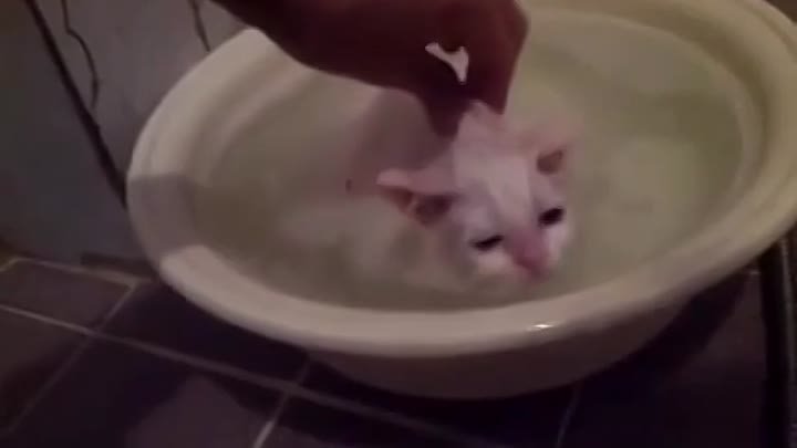 Не хочет вылезать)) Кошка - амфибия! Cat taking a bath