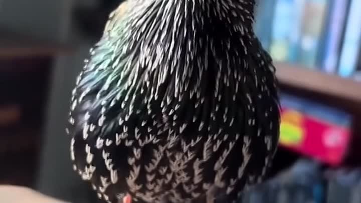 Красивый птиц