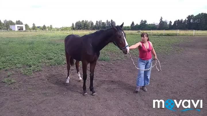 Новотомниковский конный завод. Лошади на аукцион.