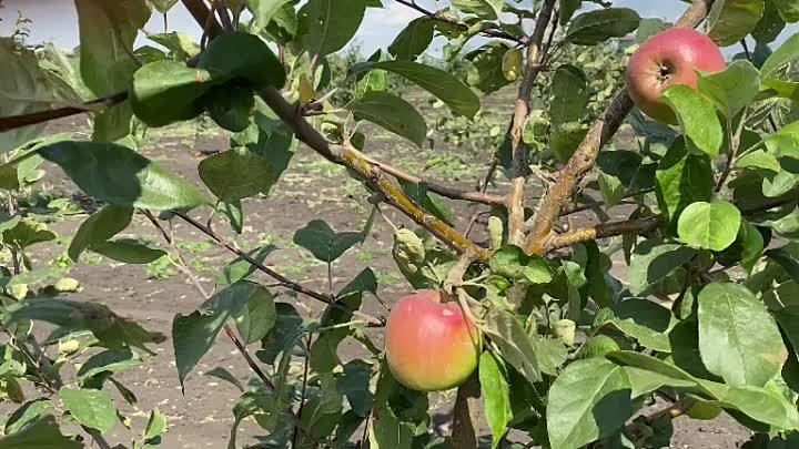 Рябинушка- Наливное яблочко