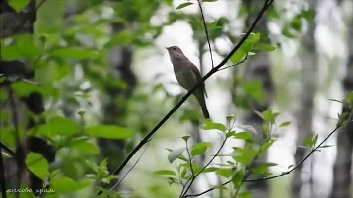 Пение соловьев в брачный период. Соловей под окном. Тяжинская природа Соловей поёт. У горы,Родник бежит,Соловей поет.