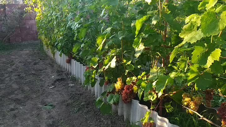 Срываем первые ягодки винограда Велеса 