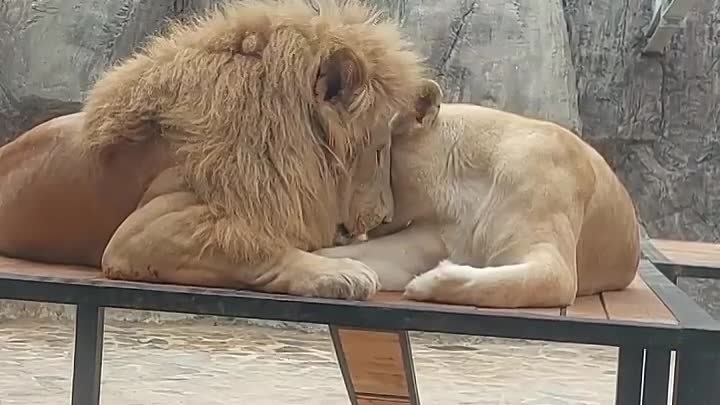 Влюбленные львы 🦁