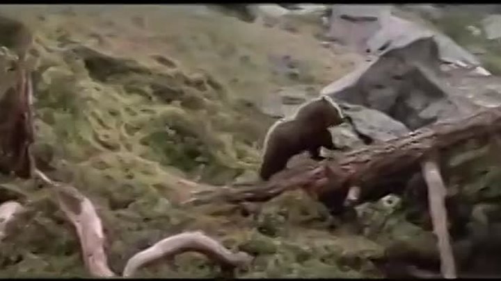 До слез трогательная история про медвежонка в смертельной опасности