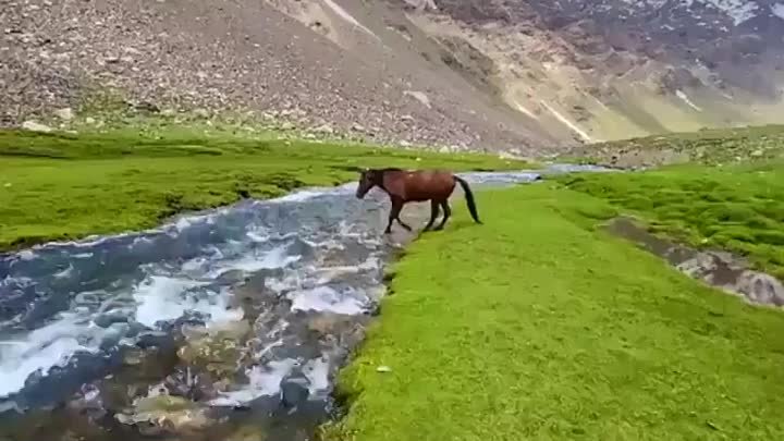 Дикие лошади в Афганистане