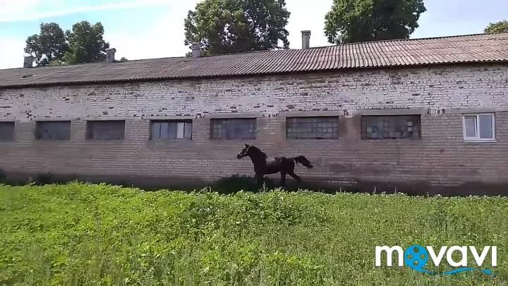 Новотомниковский конный завод. Лошади на аукцион