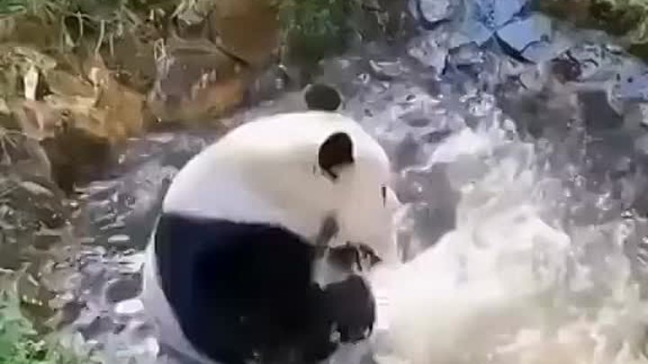 Панды - очень милые животные! Они любят вкусно покушать, сладко вздр ...