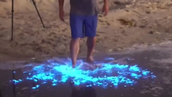 Удивительные биолюминесцентные водоросли