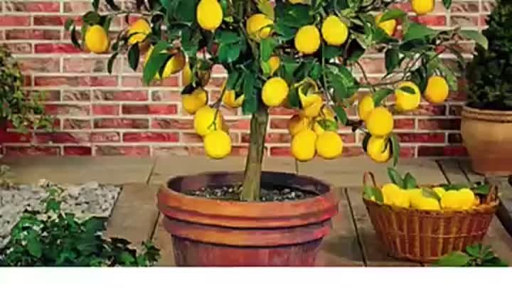 Забери мини-дерево лимона бесплатно