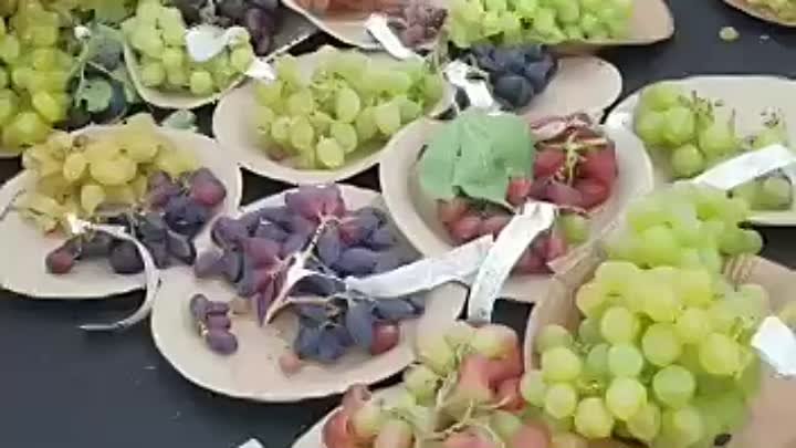 Дегустация винограда. Ульяновск, 2022 г