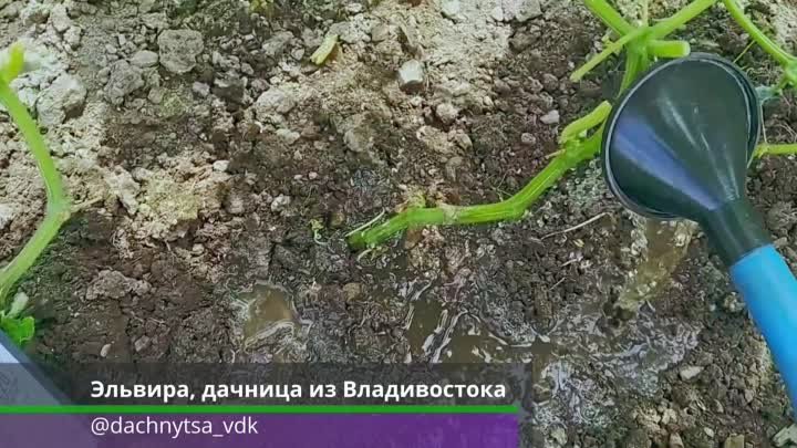 Отзыв Эльвира Владивосток