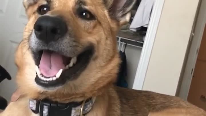 Как поднять настроение собакену