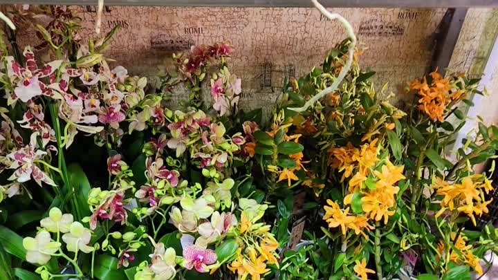 Поставка цветущих орхидей  ват сап для заказа 89180336327, отправка  ...
