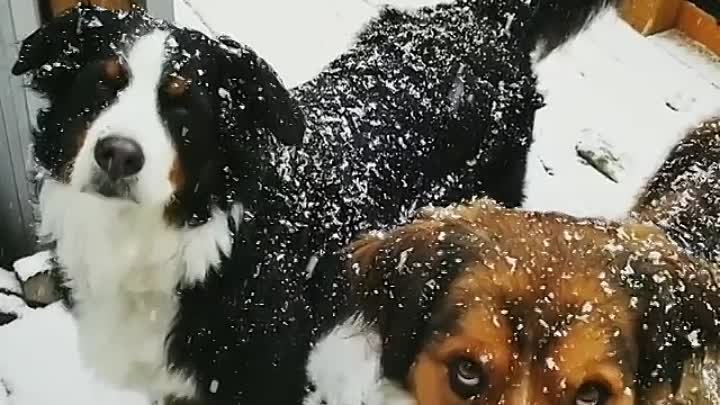 dogs and snow.mp4