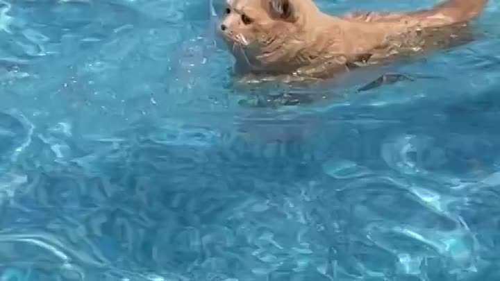 кошачьи купания