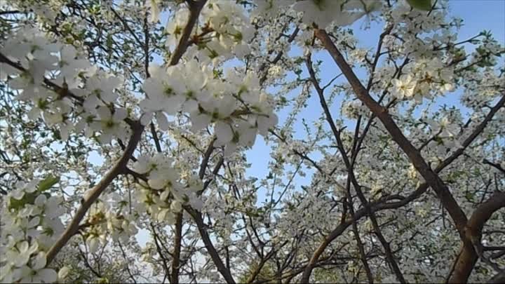 В цветущих зарослях терновника