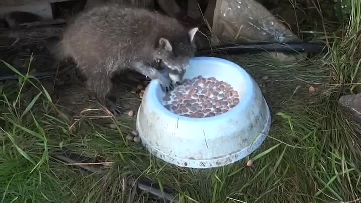 Енот пьет молоко, ныряя в миску с головой